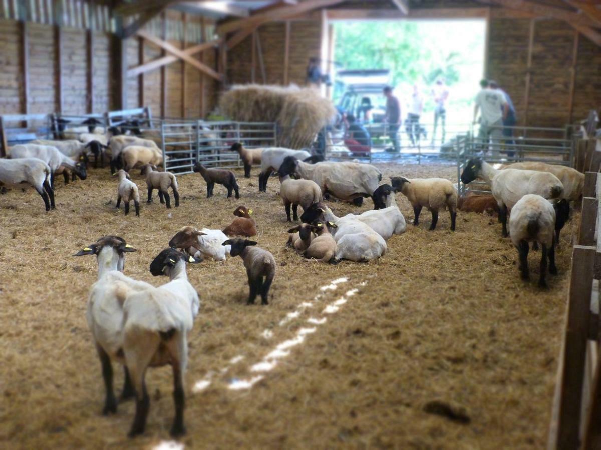 La Ferme Du Vincin Bed and Breakfast Vannes Eksteriør billede